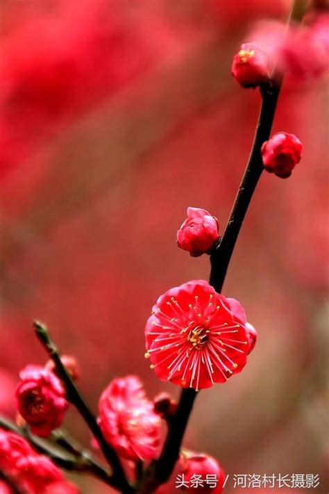 我心中頂真的天花板： 村南一枝梅花發 一枝梅花發石巖 花發石巖流水響 石巖流水響潺潺 潺潺滴滴雲煙起 滴滴雲煙起高山 高山流水依然在 流水依然在村南